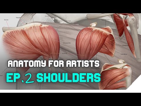 🎓 ANATOMY FOR ARTISTS - SHOULDERS