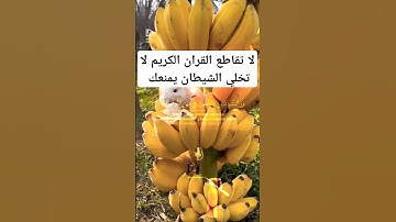 لا تقاطع القران الكريم لاتخلي الشيطان يمنعك #اكسبلور