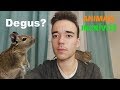 O que são Degus? | Animais Incríveis