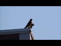 Red-shouldered hawks (Buteo lineatus) courtship flight