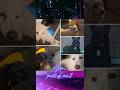 2 Years 5 Dogs... #animals #pets #dogs #sad #memories #loss #dog #edit #editing #photos #fyp