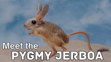 Meet the Adorable Pygmy Jerboa!