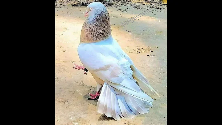 1 million views 😱 Indian🇮🇳 top kabutar 😲#status #tiktok #viral #video #pigeons #shorts ..