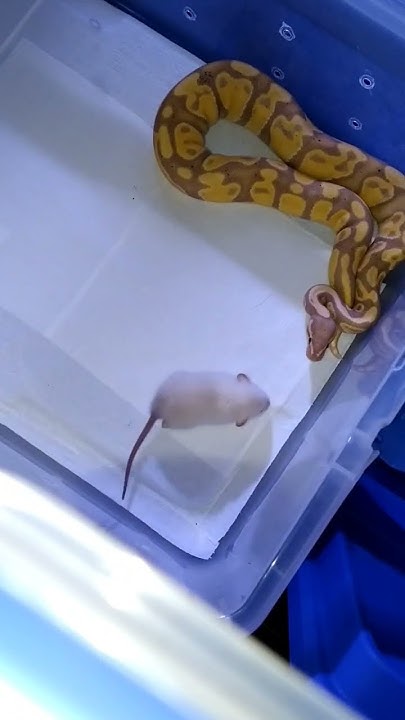 ball python eat rat - YouTube