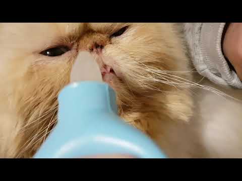Desentupir nariz congestionado de gato