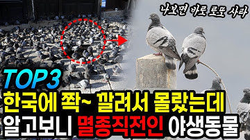 한국에 쫙~깔려서 몰랐는데 알고보니 전세계에서 멸종직전인 야생동물 TOP3