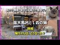 露天風呂と1匹の猫 後編(気まぐれ猫)【脱サラ 無職 家なし夫婦の小屋暮らし】【Vlog ドキュメンタリー】Living in a hut.Open-air bath.