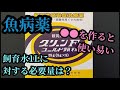 【魚病薬  グリーンFゴールド顆粒】◯◯を作ると使い易い