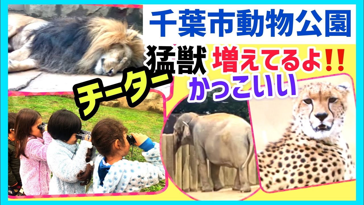 千葉動物公園 迫力のチーターを間近に 千葉動物公園の猛獣ゾーンで子供達大満足 肉食動物を間近で観れる千葉の動物園 Go To 千葉 Youtube