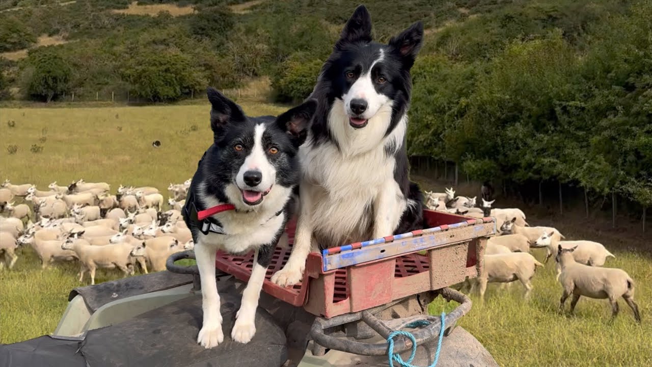 Two amazing sheepdogs herding sheep in Scotland