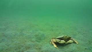Catching a dungeness crab while freediving near Vancouver