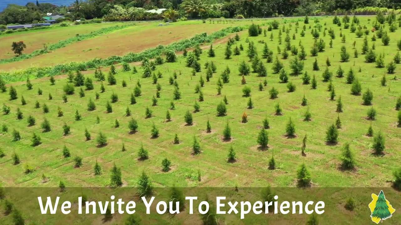 Big Island Christmas Trees 2021 Season Preview YouTube