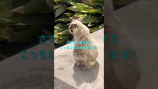 遠くに近所の猫が見えるんだけど大福探してるのかな