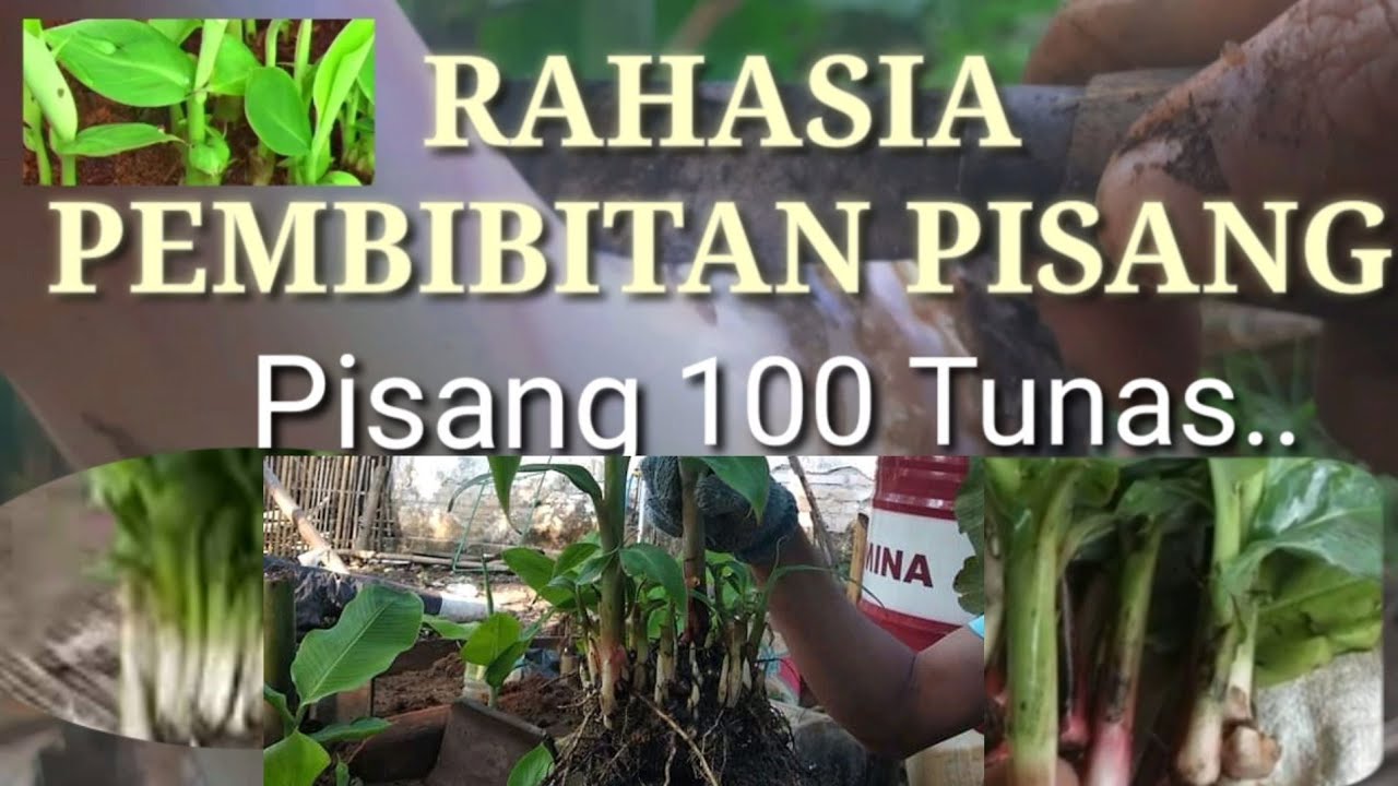 1 anak pisang bisa menghasilkan 20100 tunas pisangperbanyakan anak pisang YouTube