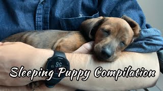 Sleeping mini dachshund puppy compilation