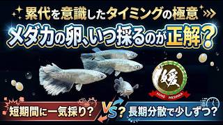 【メダカの増やし方】採卵は短期vs長期どちらが良い？キャパ管理と雌雄が揃う驚きのメリット