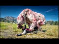 Skinned Grizzly Bear is Alive Again in Red Dead Redemption 2