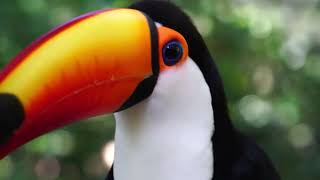 Watching Toucans