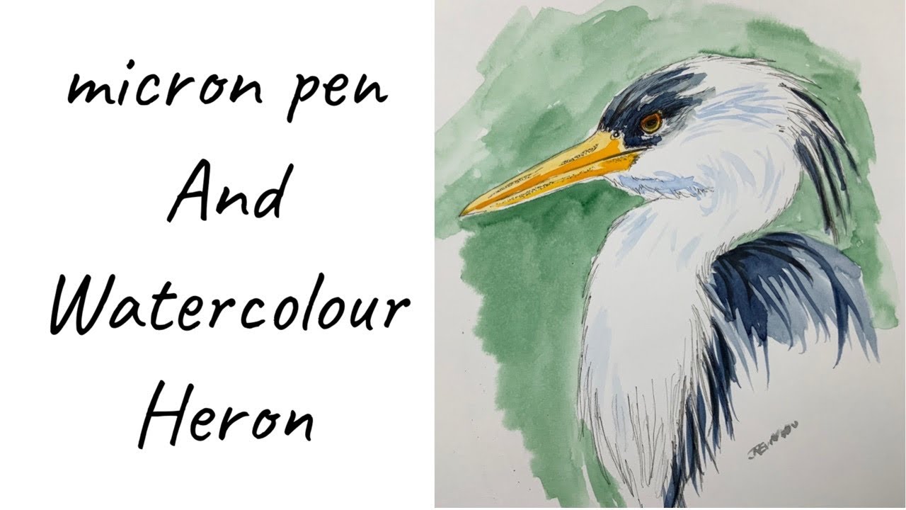 Great blue heron , micron pen and watercolour painting 