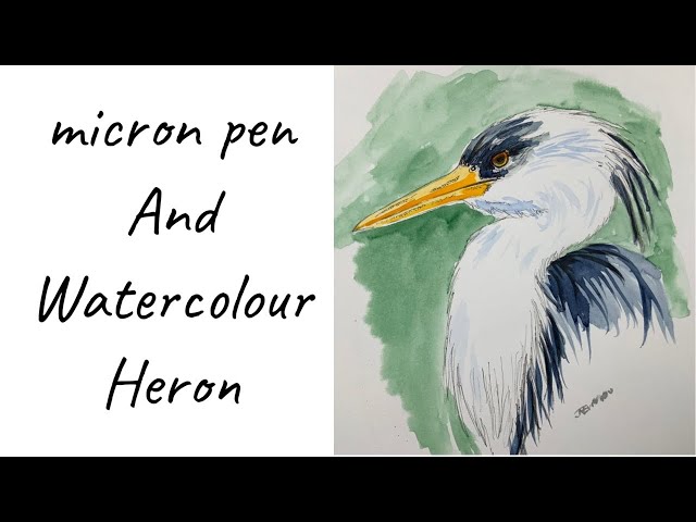 Great blue heron , micron pen and watercolour painting 