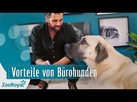 Bürohunde - Vorteile von Bürohunden | Rund um den Hund mit Masih Samin | ZooRoyal