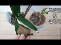 호접란 잎 살리기 &quot; 전체로 퍼지면 식물이 죽어요&quot; 잎정리,놓는 위치. How to save phalaenopsis orchid leaves.