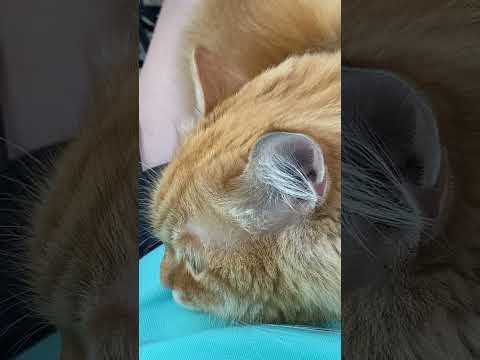 мой кот Мурыч..