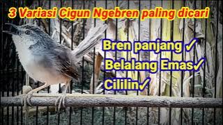 Masteran cigun gacor II variasi Bren panjang Belalang emas dan cililin paling dicari