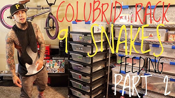 VISION SNAKE RACK TOUR! PART 2-LIVE FEEDING