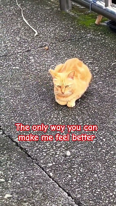 Tell me how cute I am in the comments. ¡Dime lo linda que soy! #catlover #meow #猫 #고양이 #gatos