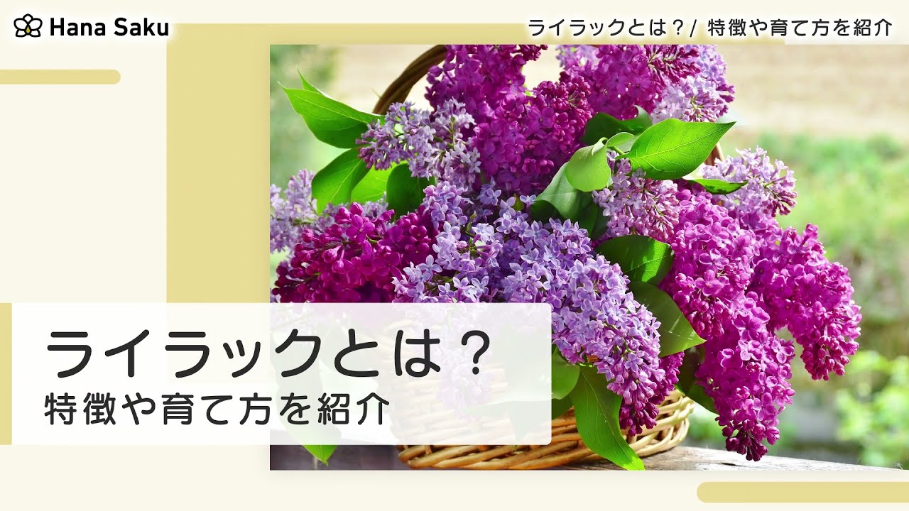 ライラック リラ の花言葉 紫 白 は 誕生花 由来 言い伝えも Hanasaku