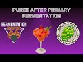 Brewtubers 2024 Fruit Experiment Review #7 - Purée after primary (@FermentationAdventures)