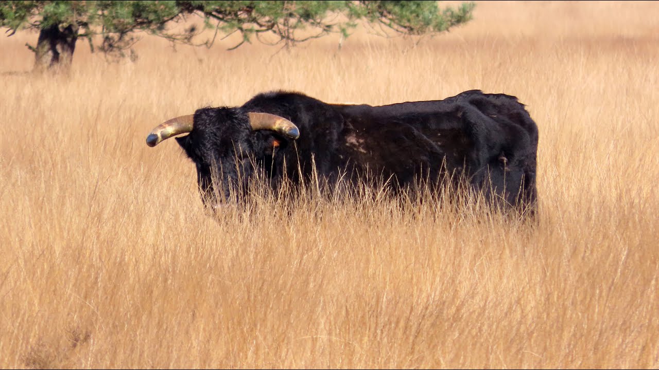 2023#102#Camperplaats Appelscha