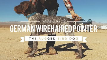 ALL ABOUT GERMAN WIREHAIRED POINTERS