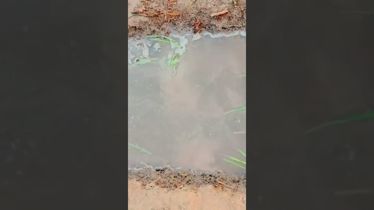 farming king 👑 reel 2 