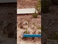 Ranch life by the squirrels