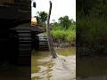 Meet Amazon River Giant Green anaconda facts animals latest amazingfacts anaconda shorts mp3