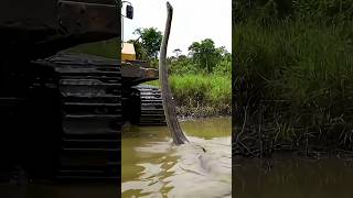 Meet Amazon River Giant : Green anaconda #facts #animals #latest #amazingfacts #anaconda #shorts