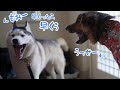 山登り前も帰宅後も文句が止まらないハスキーに とうとう妹犬がブチギレました