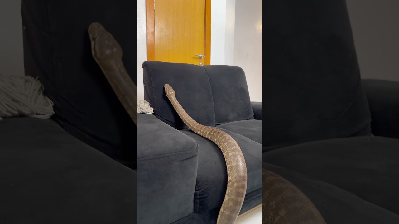 Gen Z snake😭💔