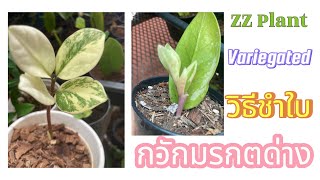 ขั้นตอนชำใบแบบง่ายๆสำหรับมือใหม่หัดชำ กวักมรกตด่าง ZZ Plant Variegated🪴