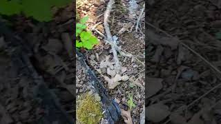 Finding a Blue tailed skink while Herping. #herping #blue #skink #lizard