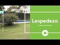 Lespedeza y secretos de diseño en el paisaje, by Mary Joe Gardener