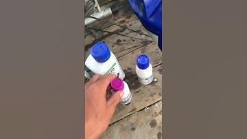 Rệp sáp hại sầu riêng. #saurieng #durian #nongdan