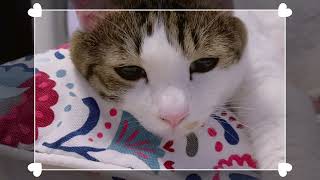 眠そうで寝ないネコが可愛いｶﾜ(・∀・)ｲｲ!! #327 MOMO日記 - YouTube