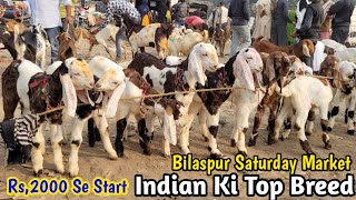 Rs,2000 Se Suru,New|| Bakra Mandi,Bilaspur Uttar Pradesh