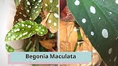 ベゴニア マクラータの育て方 増やし方 挿し木で増やすコツ How To Propagate Begonia Maculata Youtube