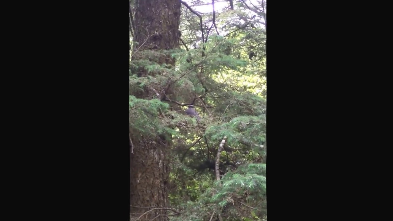 The yellow-billed blue magpie or gold-billed magpie (Urocissa flavirostris)