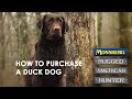 How To Purchase A Duck Dog. Training A Hunting Retriever For Being A Trained Waterfowl Dog How To Purchase A Duck Dog. Training A Hunting Retriever For Being A Trained Waterfowl Dog