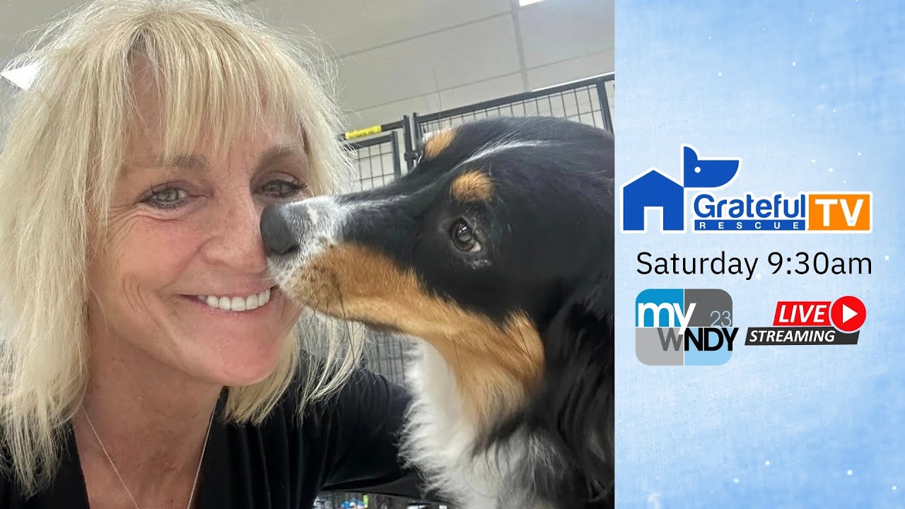 Jazzy the dog saved from "Kennel-itis"